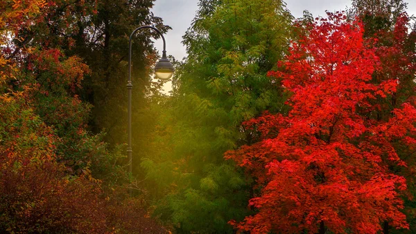 カラフルな木々と秋の公園で街灯の光。美しい魔法の10月の風景. ロイヤリティフリーのストック写真