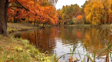 Renkli sonbahar manzarası. Yaprak ağaçları, ördekli göl.