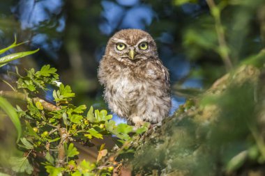 Minervas baykuşu (Athene noctua)