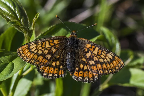 Fritillary dorado (Euphydryas aurinia ) — Foto de Stock