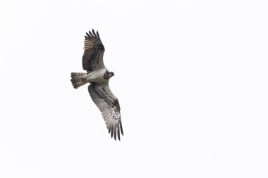 Sorguç (pandion haliaetus)