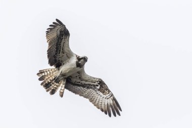 Sorguç (pandion haliaetus)