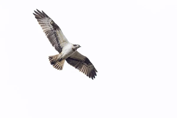 Osprey (Pandion haliaetus) — Stock Photo, Image