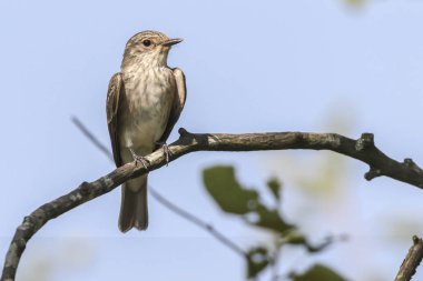 Benekli sinekkapan (muscicapa striata)