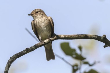 Benekli sinekkapan (muscicapa striata)