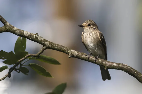 Acchiappamosche (Muscicapa striata ) — Foto Stock