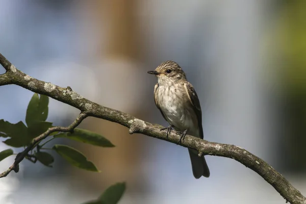 Lejsek šedý (muscicapa striata) — Stock fotografie