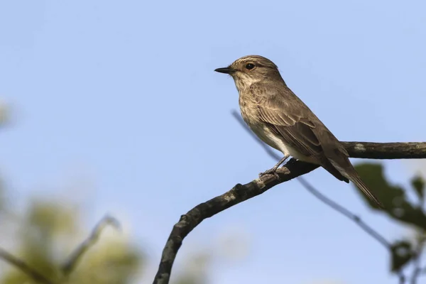 Fleckenschnäpper (muscicapa striata)) — Stockfoto