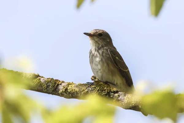 Fleckenschnäpper (muscicapa striata)) — Stockfoto