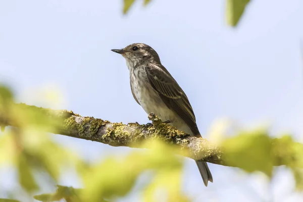 Atrapamoscas moteado (Muscicapa striata ) — Foto de Stock