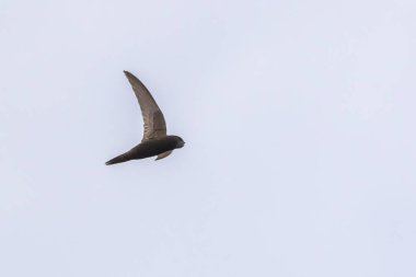 Ortak Swift (Apus apus)