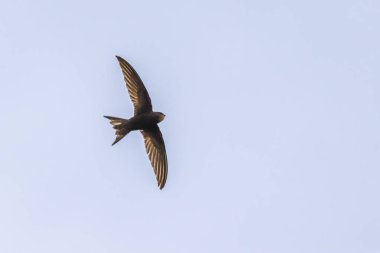 Ortak Swift (Apus apus)