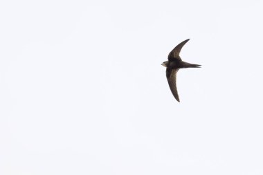 Ortak Swift (Apus apus)