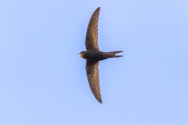 Ortak Swift (Apus apus)