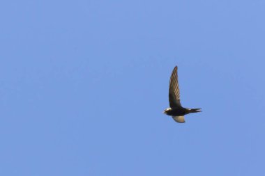 Ortak Swift (Apus apus)