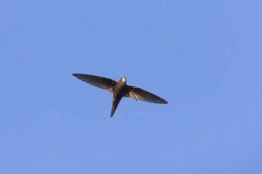 Ortak Swift (Apus apus)