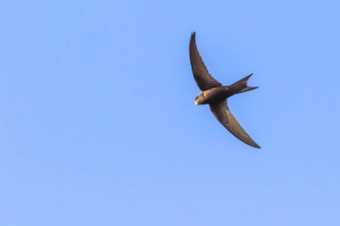 Ortak Swift (Apus apus)