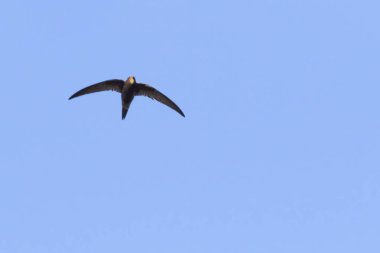 Ortak Swift (Apus apus)