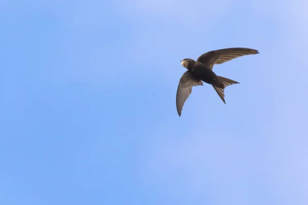 Frecuentes Swift (Apus apus ) — Foto de Stock