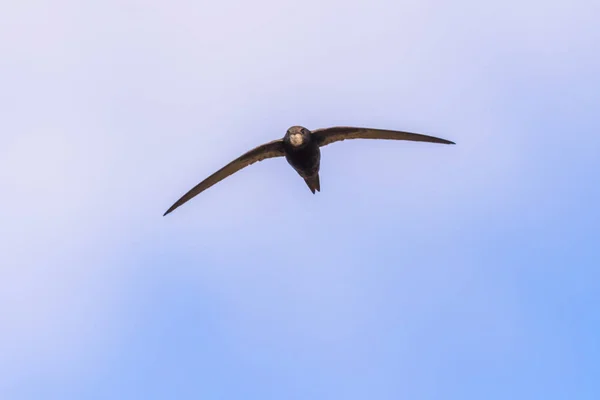 Ortak Swift (Apus apus) — Stok fotoğraf