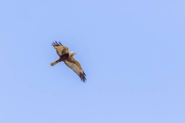 Batı bataklık harrier (Circus aeriginosus)