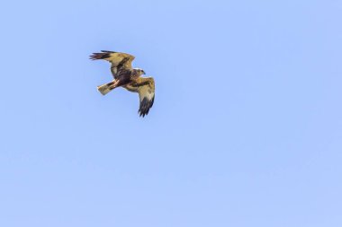 Batı bataklık harrier (Circus aeriginosus)