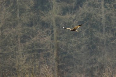 Batı bataklık harrier (Circus aeriginosus)