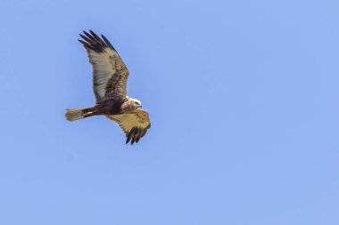 Batı bataklık harrier (Circus aeriginosus)