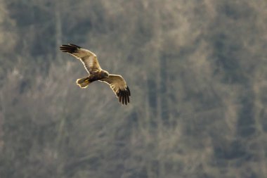 Batı bataklık harrier (Circus aeriginosus)