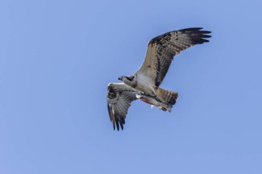 Sorguç (pandion haliaetus)