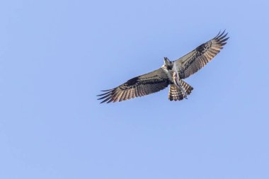 Sorguç (pandion haliaetus)