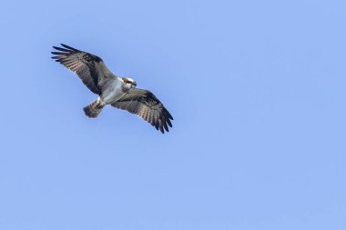 Sorguç (pandion haliaetus)