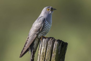 Bayağı guguk (Cuculus canorus)