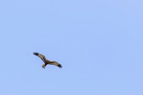 Western marsh harrier (Circus aeriginosus) — Stock Photo, Image