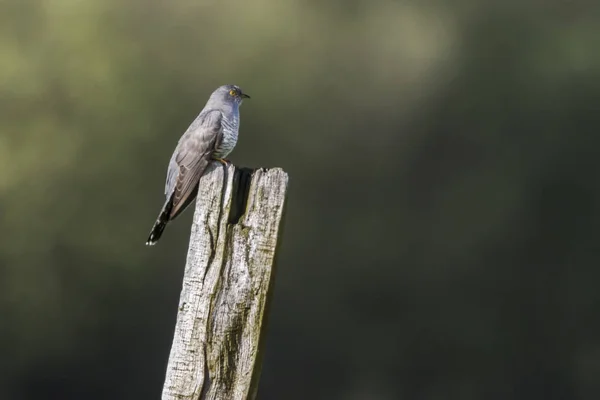 Common Cuckoo (Cuculus canorus) — Stock Photo, Image