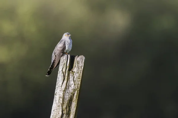 Kuckuck (cuculus canorus)) — Stockfoto