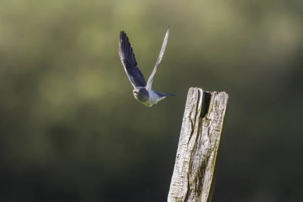 Common Cuckoo (Cuculus canorus) — Stock Photo, Image