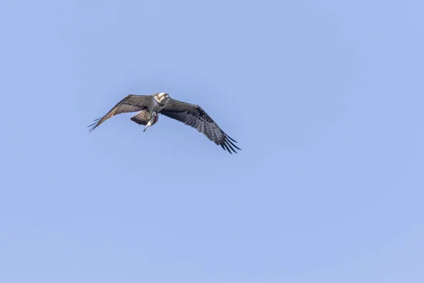 Sorguç (pandion haliaetus) — Stok fotoğraf