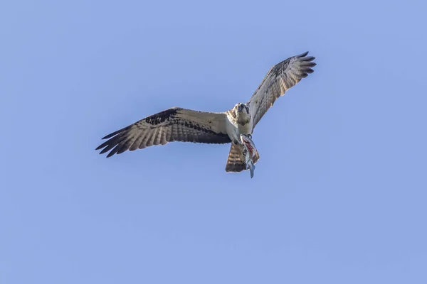 Osprey (Pandion haliaetus) – stockfoto