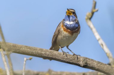 Beyaz benekli bluethroat (Luscinia svecica)