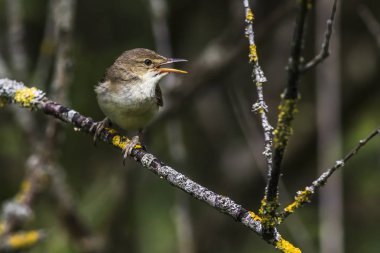 Bayağı saz ötleğeni (Acrocephalus scirpaceus)