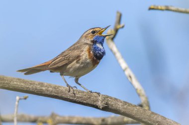 Beyaz benekli bluethroat (Luscinia svecica)