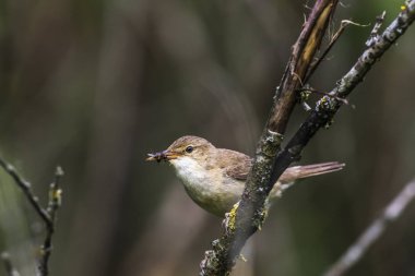 Bayağı saz ötleğeni (Acrocephalus scirpaceus)