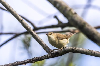 Bayağı saz ötleğeni (Acrocephalus scirpaceus)