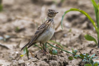 Yaygın Skylark (Alauda arvensis)
