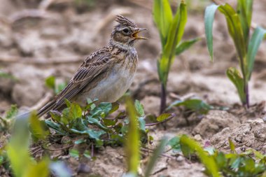 Yaygın Skylark (Alauda arvensis)