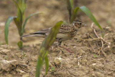 Yaygın Skylark (Alauda arvensis)