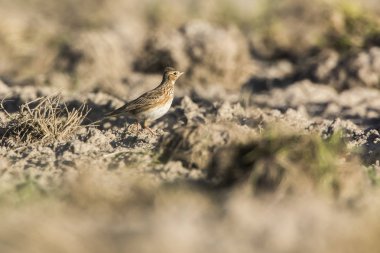 Yaygın Skylark (Alauda arvensis)