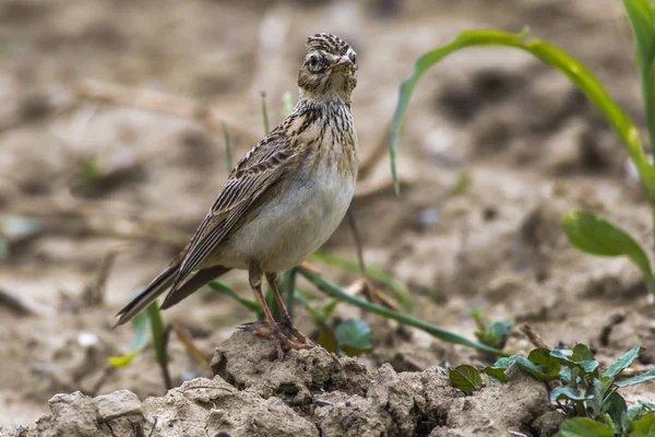 Cotovia-comum (Alauda arvensis ) — Fotografia de Stock