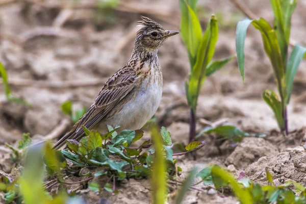 Vanlig skylark (Alauda arvensis)) — Stockfoto